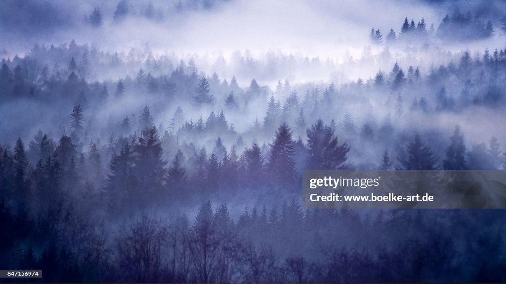 Foggy Forest in Norway