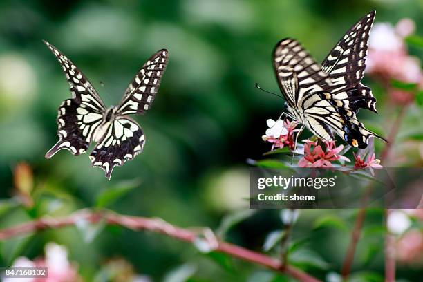 papilio machaon(swallowtail butterfly) in flight - flapping wings stock pictures, royalty-free photos & images