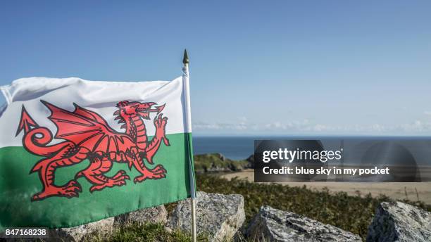welsh flags. - wales flag stock pictures, royalty-free photos & images