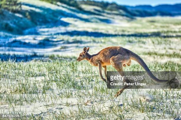 kangaroo grazing,north stradbroke island,queensland,australia - kangaroo jump stock pictures, royalty-free photos & images
