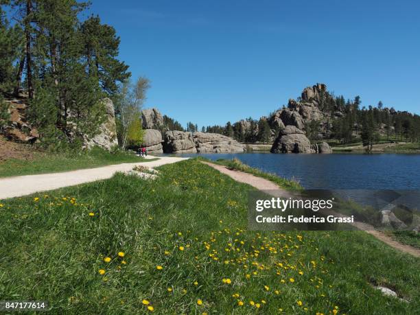 yellow wild flowers at sylvan lake, custer state park, south dakota - keystone south dakota 個照片及圖片檔