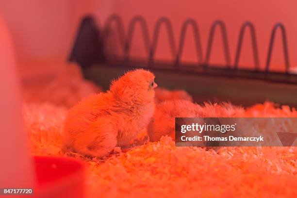 chicks - infrared lamp stock pictures, royalty-free photos & images