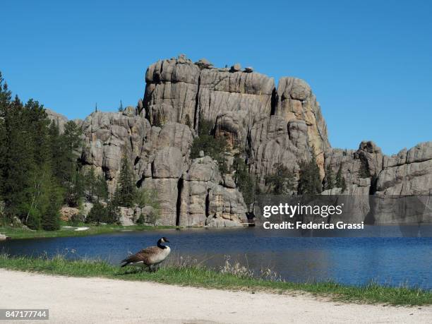 canada goose at sylvan lake, custer state park, south dakota - keystone south dakota 個照片及圖片檔