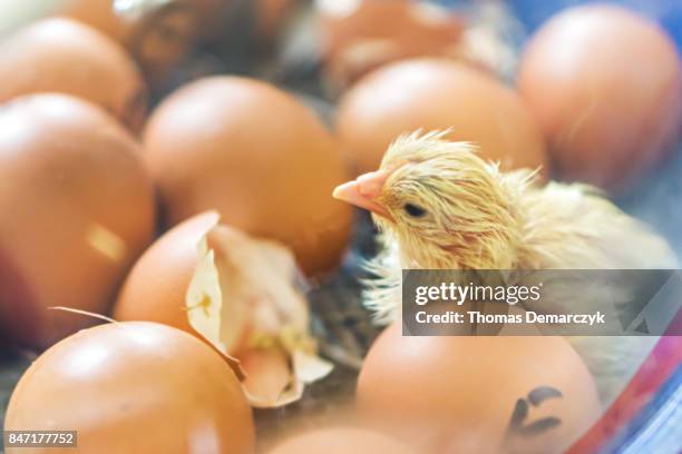 chicks - incubating stock pictures, royalty-free photos & images