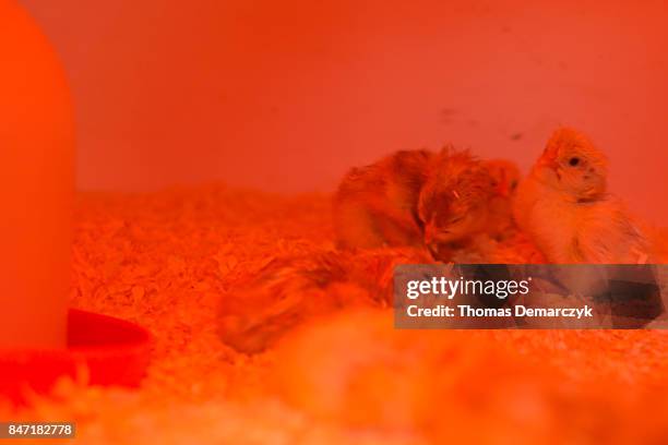 chicks - infrared lamp stock pictures, royalty-free photos & images