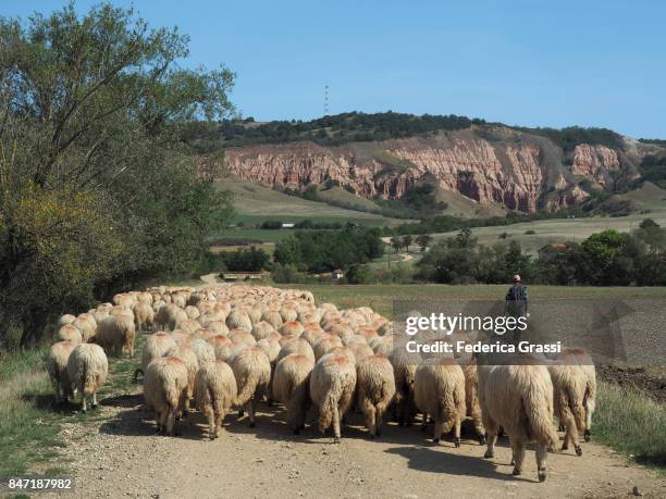 shepherd leading a flock of sheep in transylvania, romania - almabtrieb stock-fotos und bilder