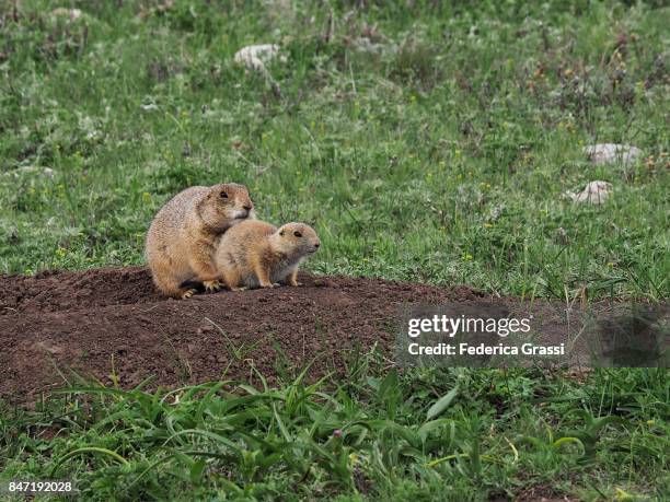 two prairie dogs along sage creek road, south dakota - keystone south dakota 個照片及圖片檔