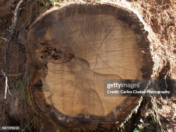 Basque Oak Tree 653 Izki Stock Photos, High-Res Pictures, and Images - Getty Images
