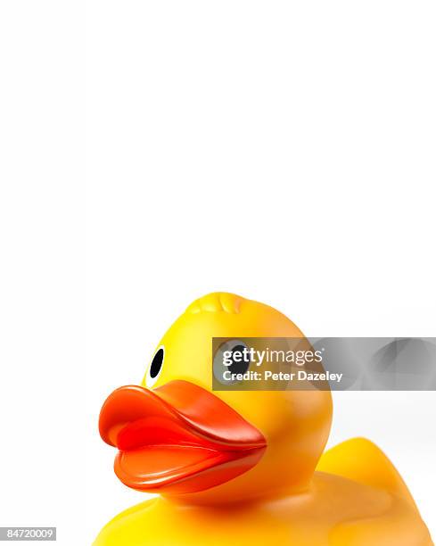 portrait of rubber duck. - pato de juguete fotografías e imágenes de stock