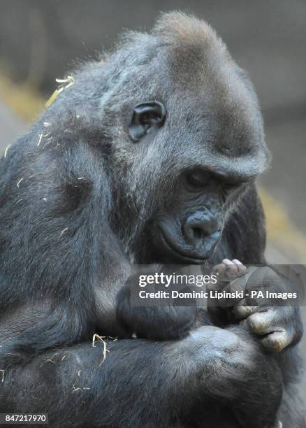 Asili, the 21 year old Western Lowland Gorilla, carries her as yet unnamed newborn baby, which was born at Chessington World of Adventures in Surrey...