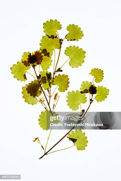 dryflower - dried plant stock pictures, royalty-free photos & images