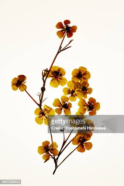dryflower - dried plant stock pictures, royalty-free photos & images