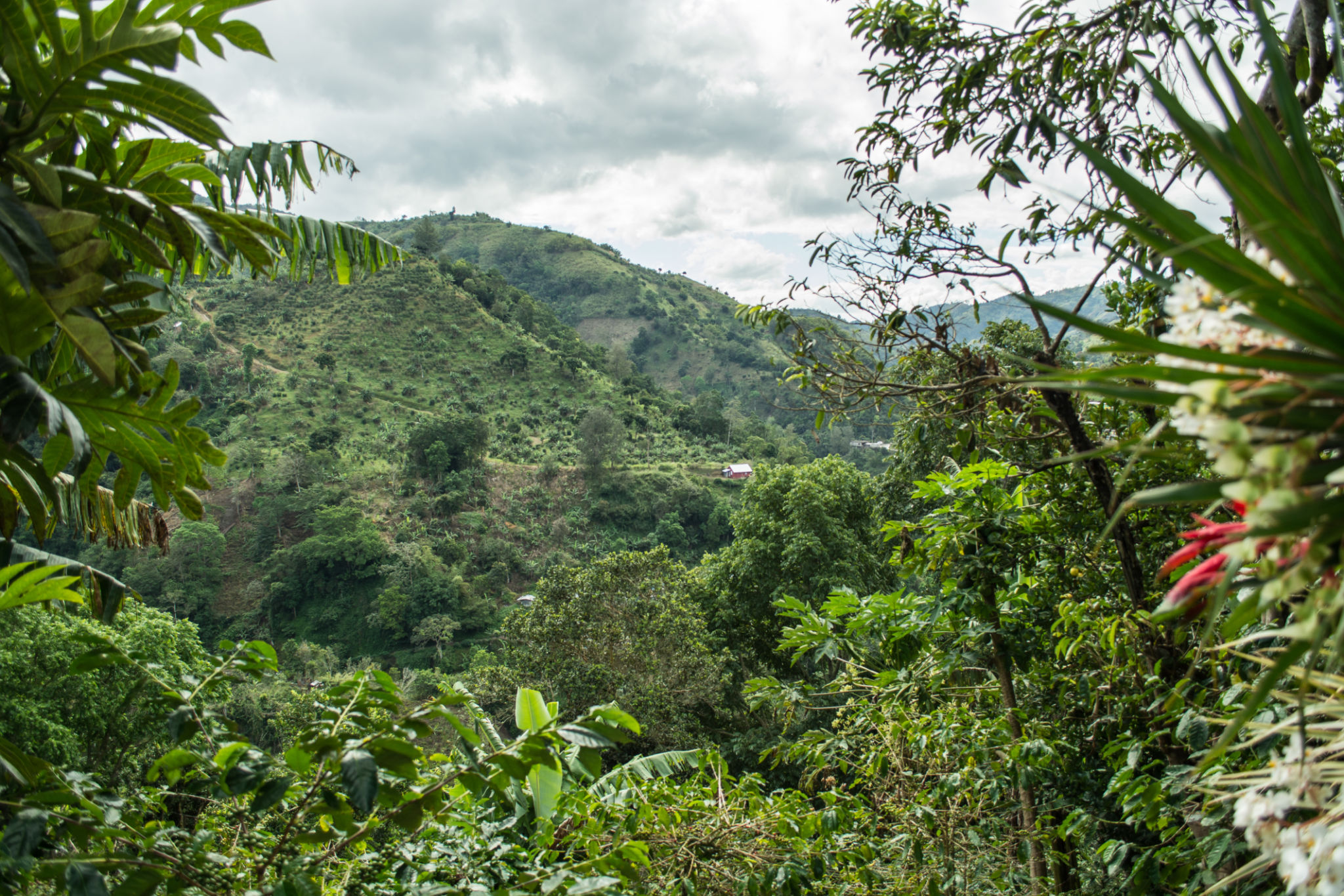blue mountains Jamaica