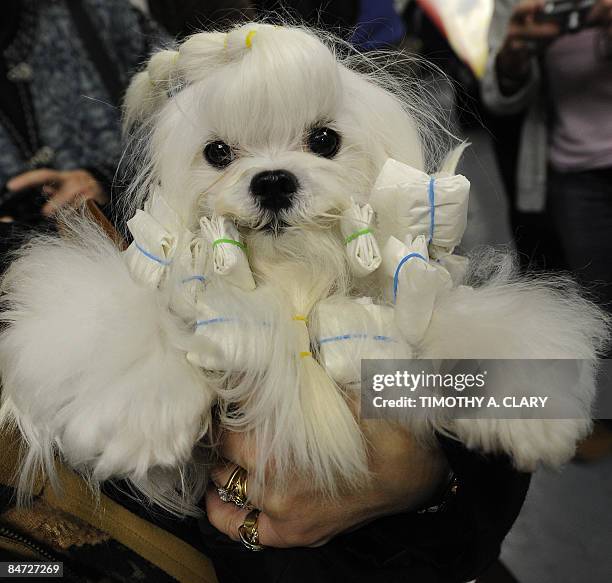 Sasha the Maltese gets groomed backstage during the 2009 133rd Westminster Kennel Club dog show at Madison Square Garden in New York February 10,...