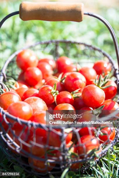 tomates cerises dans un vieux panier - cerises bildbanksfoton och bilder