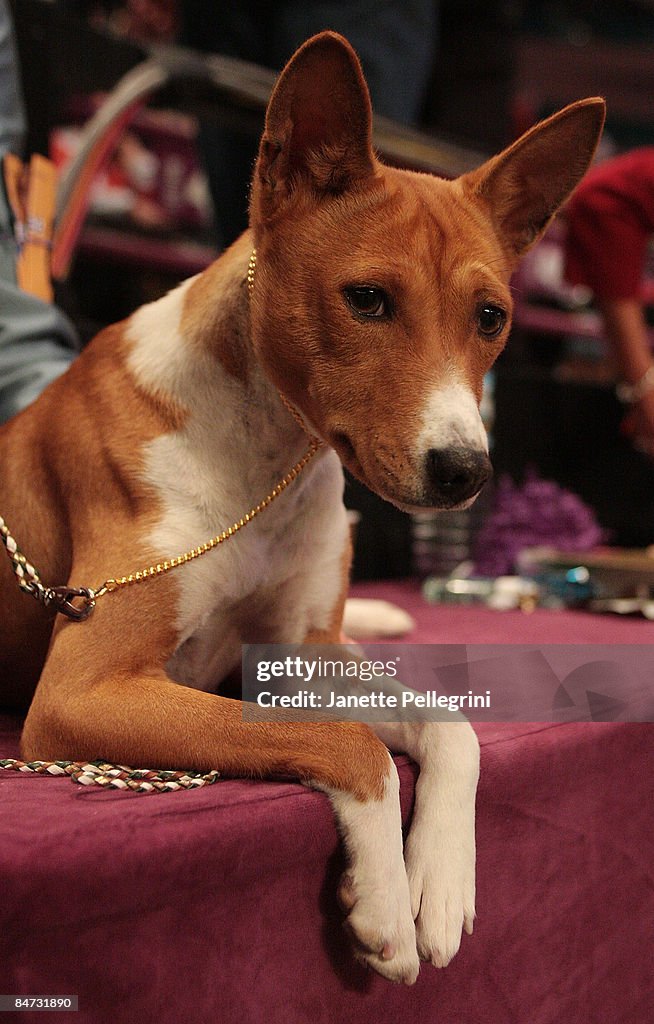 133rd Annual Westminster Kennel Club Dog Show - Day 1