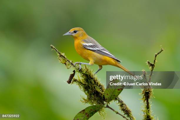 baltimore oriole - papafigo - fotografias e filmes do acervo