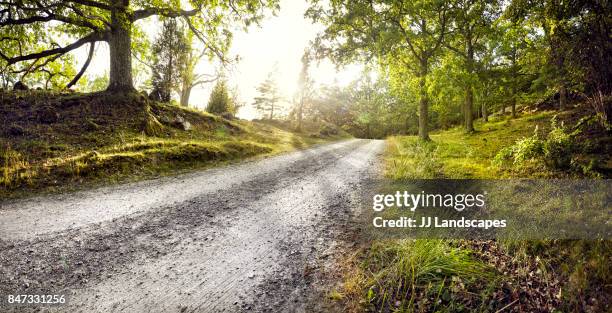 gravel road through forest - carretera de tierra fotografías e imágenes de stock