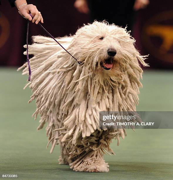 Komondor runs around the ring during the 2009 133rd Westminster Kennel Club dog show at Madison Square Garden in New York February 10, 2009. AFP...