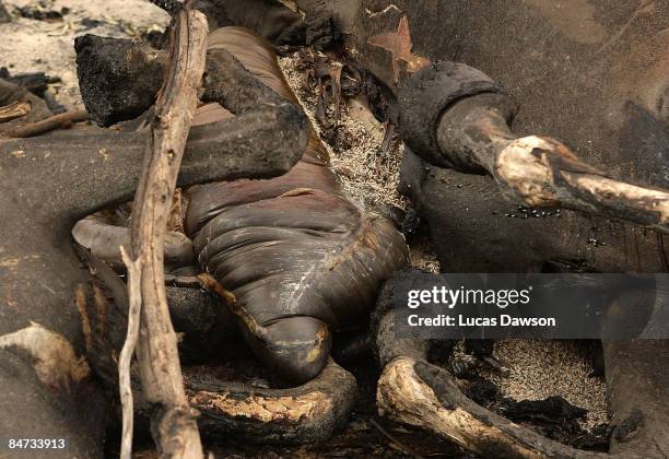 Dead horses lie in a paddock in the aftermath of a bushfire which continues to blaze across Victoria at Steels Creek on February 11, 2009 in Steels...