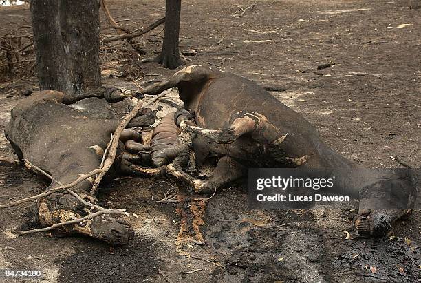 Dead horses lie in a paddock in the aftermath of a bushfire which continues to blaze across Victoria at Steels Creek on February 11, 2009 in Steels...