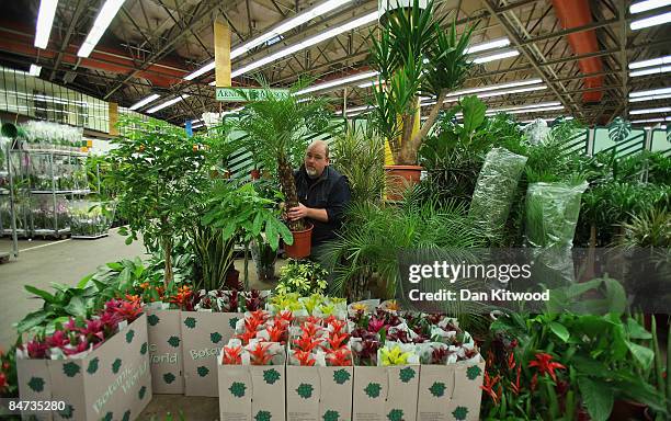 Market vendor works at his stall in New Covent Garden Flower Market on February 11, 2009 in London, England. New Covent Garden Flower Market is...