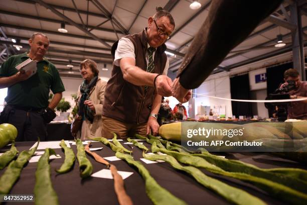 Runner beans are measured in the Longest Runner Bean competition on the first day of the Harrogate Autumn Flower Show held at the Great Yorkshire...