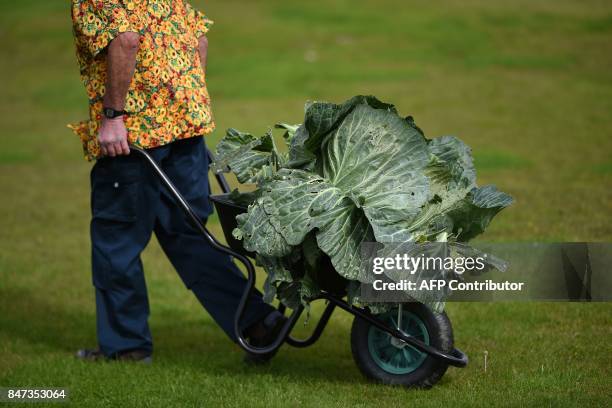 Ian Neale manoeuvres his 25.4kg cabbage which won its class in the giant vegetable competition on the first day of the Harrogate Autumn Flower Show...