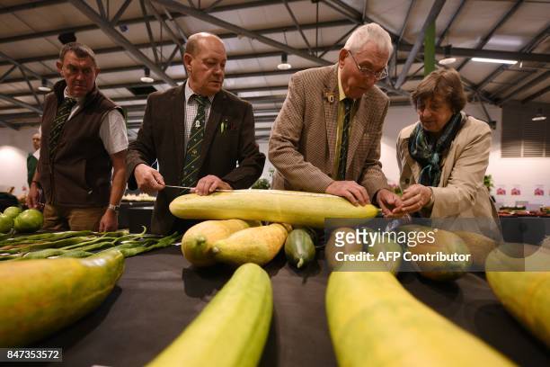 Cucumbers are measured in the Longest Cucumber competition on the first day of the Harrogate Autumn Flower Show held at the Great Yorkshire...