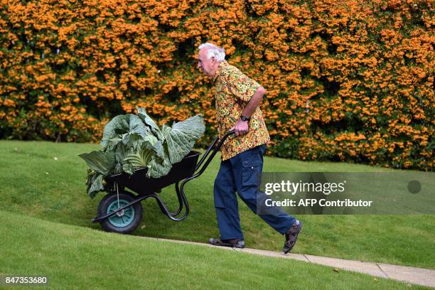 Ian Neale manoeuvres his 25.4kg cabbage which won its class in the giant vegetable competition on the first day of the Harrogate Autumn Flower Show...