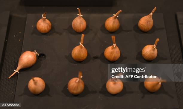 Onions are displayed in a vegetable competition on the first day of the Harrogate Autumn Flower Show held at the Great Yorkshire Showground, in...