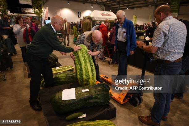 Large marrow is manoeuvred to be weighed in the giant vegetable competition on the first day of the Harrogate Autumn Flower Show held at the Great...