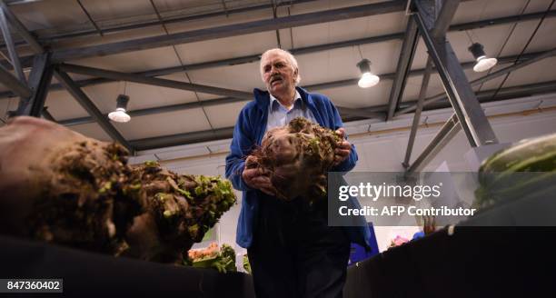 Large beetroot is manoeuvred to be weighed in the giant vegetable competition on the first day of the Harrogate Autumn Flower Show held at the Great...