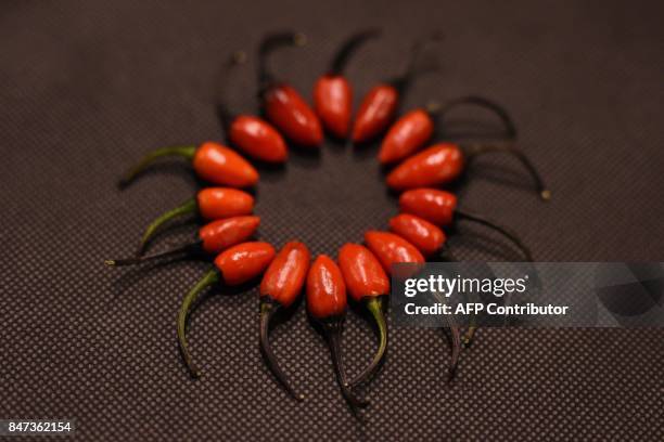 Chili peppers are displayed to be judged on the first day of the Harrogate Autumn Flower Show held at the Great Yorkshire Showground, in Harrogate,...