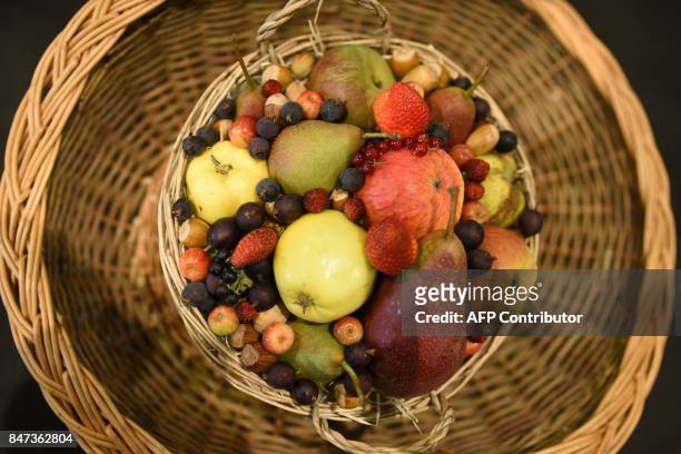 Basket of fruit is displayed to be judged on the first day of the Harrogate Autumn Flower Show held at the Great Yorkshire Showground, in Harrogate,...