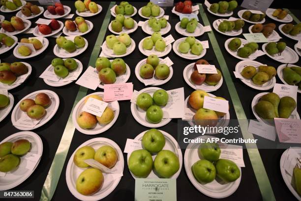 Competitors' apples and pears are displayed to be judged on the first day of the Harrogate Autumn Flower Show held at the Great Yorkshire Showground,...