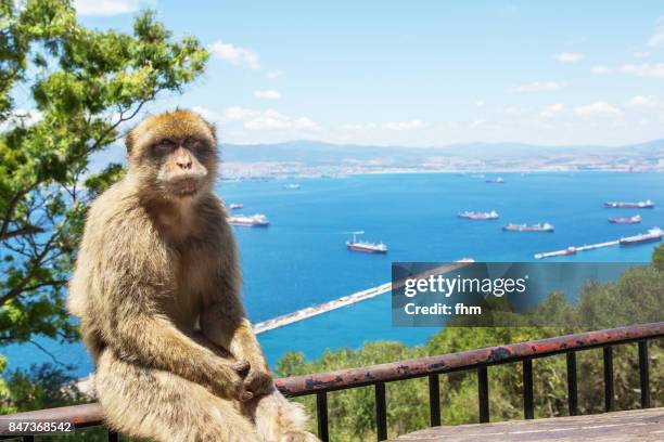 barbary macaque, living free on the rock of gibraltar (gibraltar/ uk) - gibraltar stock pictures, royalty-free photos & images