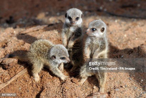41 Timon Meerkat Photos and Premium High Res Pictures - Getty Images