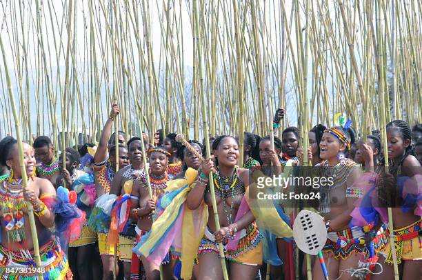 Young women and girls participate in the annual Royal Reed Dance festival on September 08, 2017 in KwaZulu-Natal, South Africa. The Reed dance is a...
