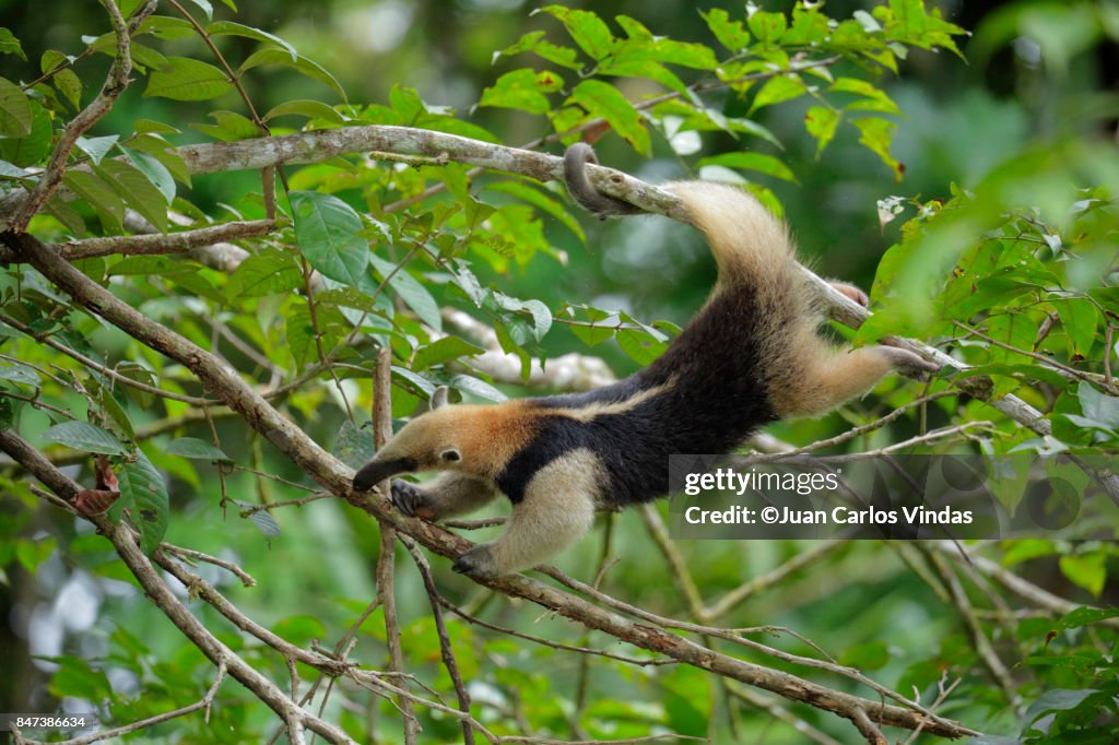 Mexican Anteater