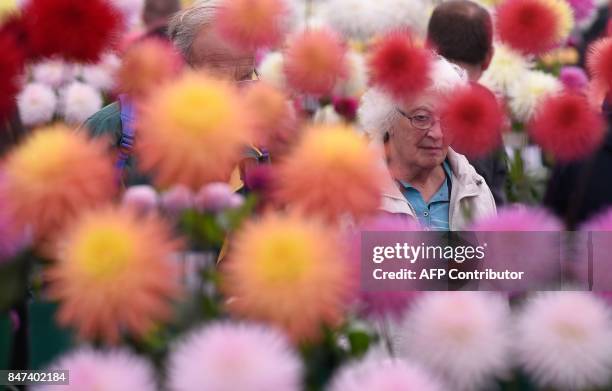 Visitors view the dahlia flowers on display on the first day of the Harrogate Autumn Flower Show held at the Great Yorkshire Showground, in...