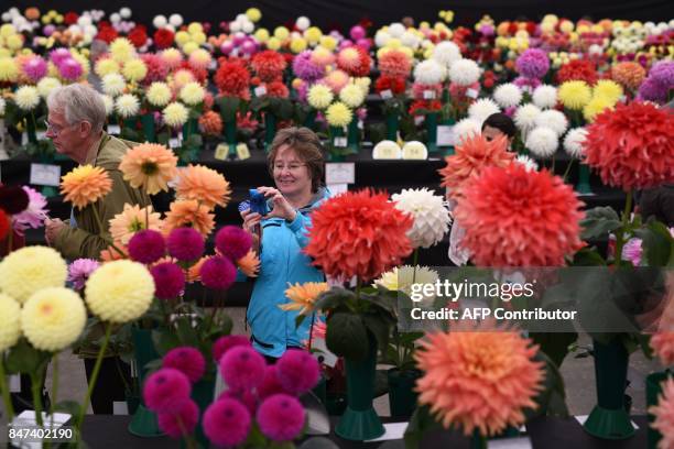 Visitors view the dahlia flowers on display on the first day of the Harrogate Autumn Flower Show held at the Great Yorkshire Showground, in...