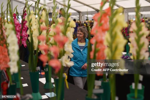 Woman views the gladioli flowers on display on the first day of the Harrogate Autumn Flower Show held at the Great Yorkshire Showground, in...