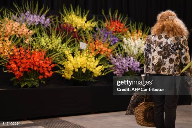 Woman views the gladioli flowers on display on the first day of the Harrogate Autumn Flower Show held at the Great Yorkshire Showground, in...