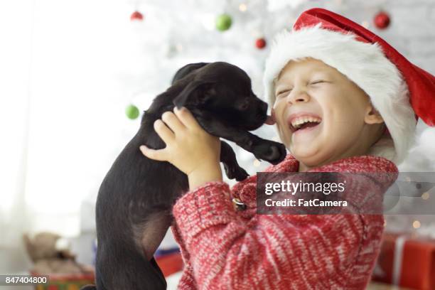 christmas adopción de mascotas - americas next top dog fotografías e imágenes de stock