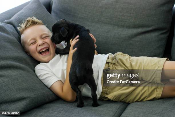 best friends - little dog owner stock pictures, royalty-free photos & images