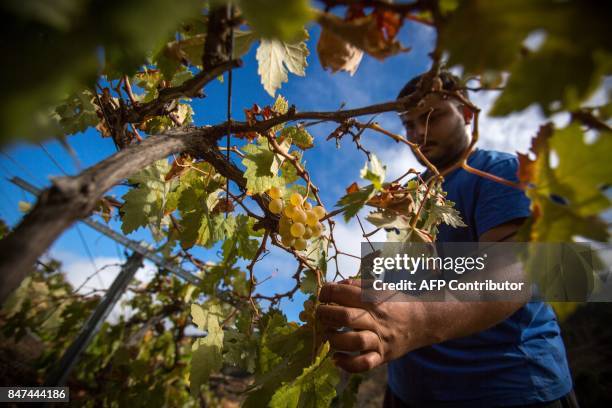 Man harvests in the summit of a volcano on the Canary Island of La Palma, on September 11, 2017. The Canary wine is produced with grape varieties...