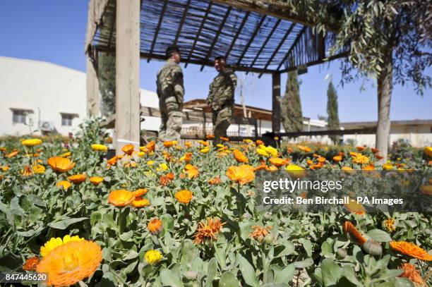 Marigold flowers, known locally as Hamesha Bahaar or 'Always Spring' are blooming even though covered in a fine talcum powder like dust on ISAF Main...