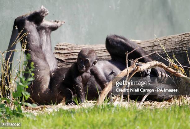 Six month old baby Western Lowland Gorilla Kambiri and her mother Mayani enjoy the sunny conditions in Dublin Zoo today. PRESS ASOCIATION Photo....