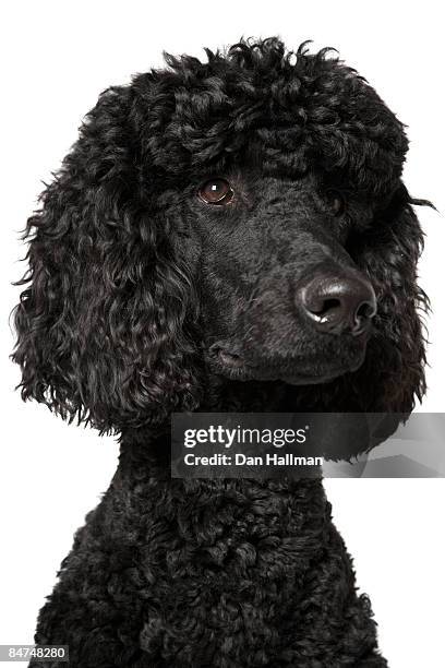 black standard poodle - standard poodle foto e immagini stock